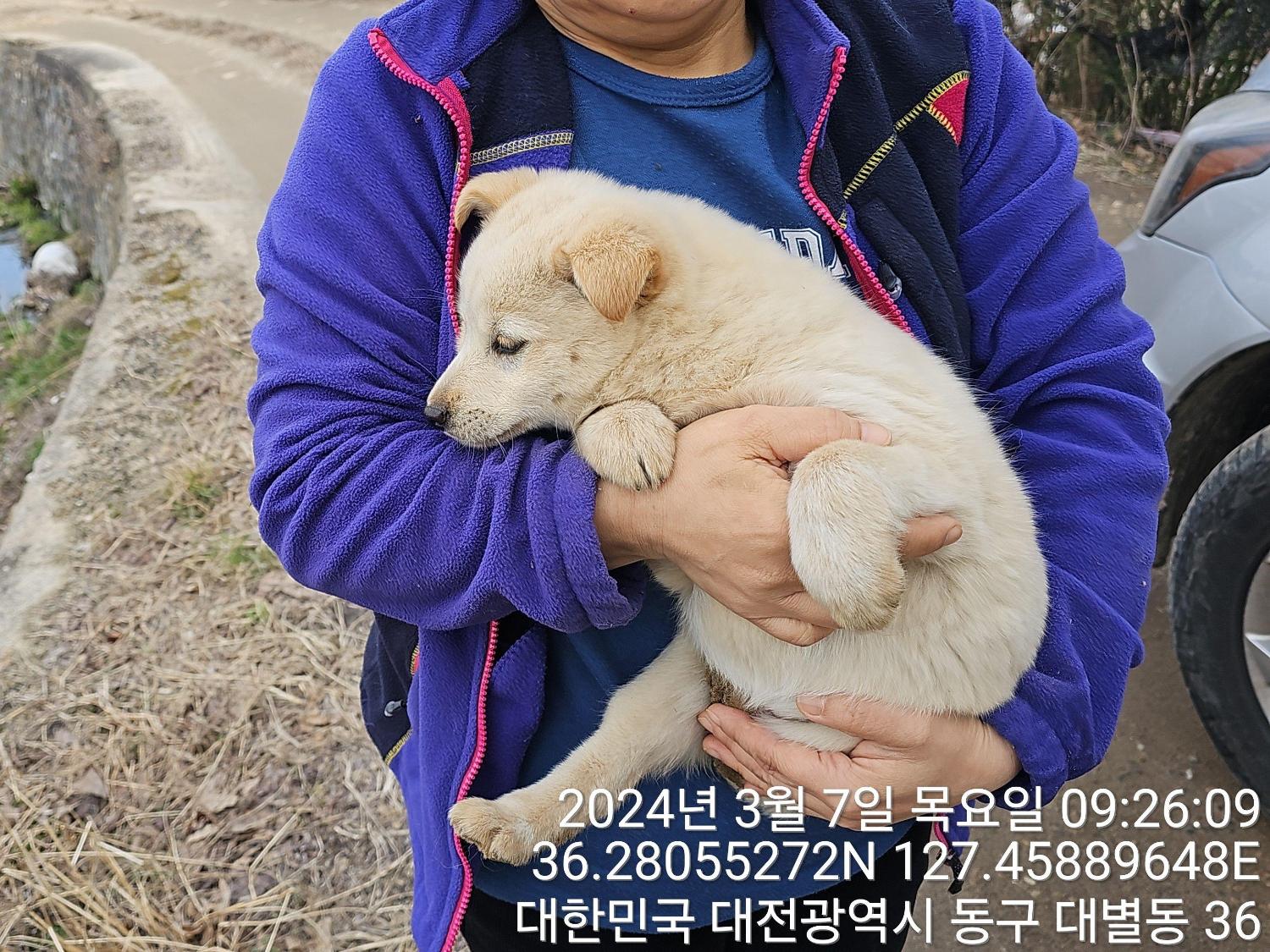 진도견 이미지 파일 입니다.